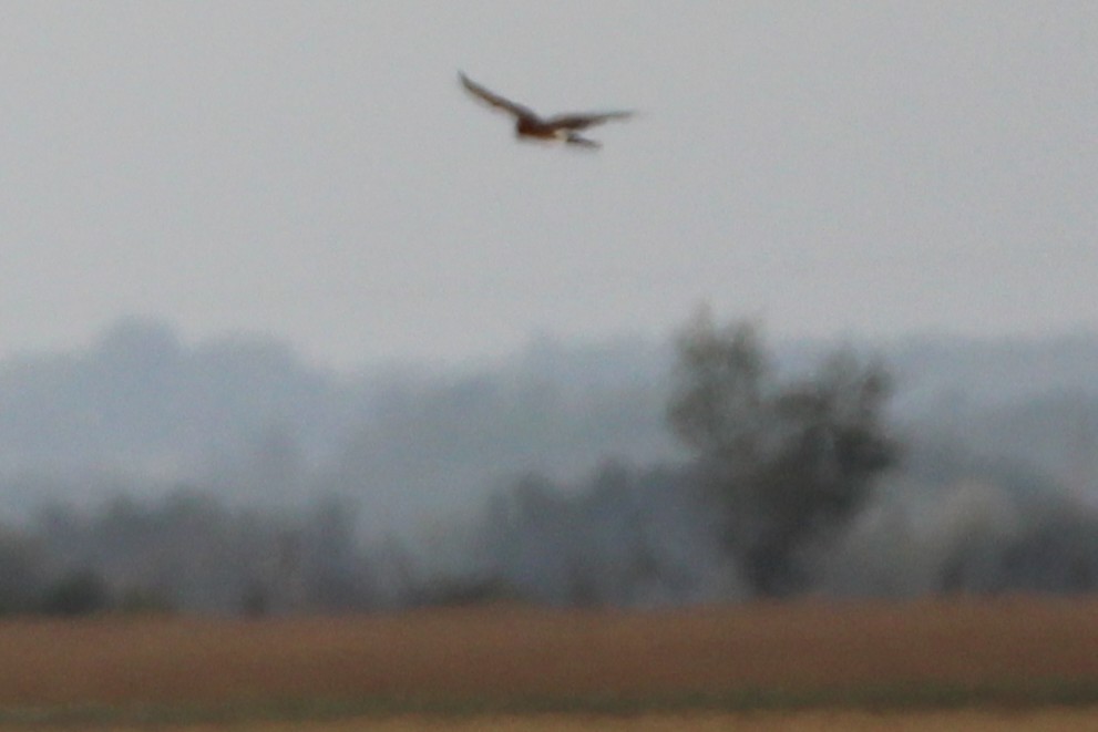 Northern Harrier - ML641995631