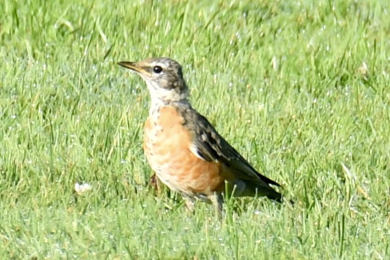 Zozo papargorria - ML641995640