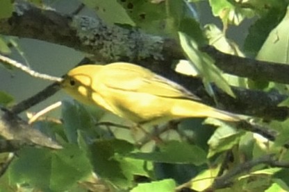 Hooded Warbler - ML641995679