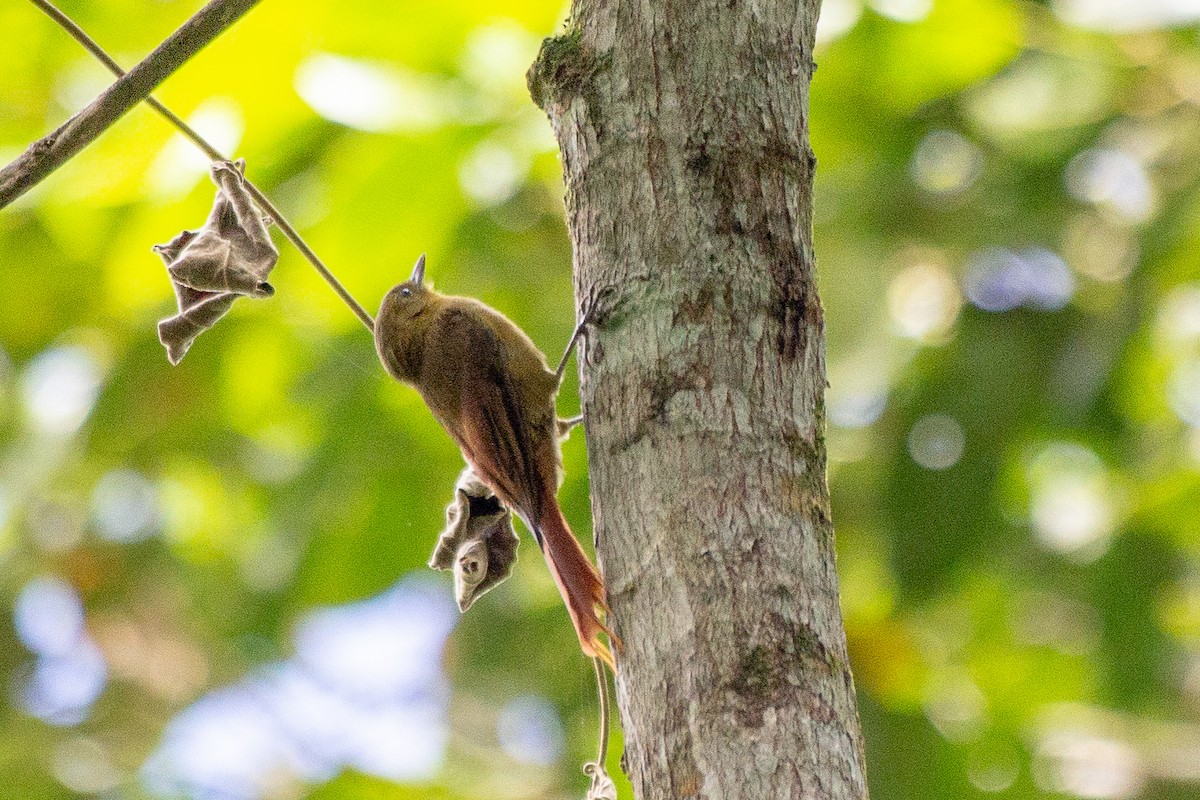 Olivaceous Woodcreeper - ML641995735