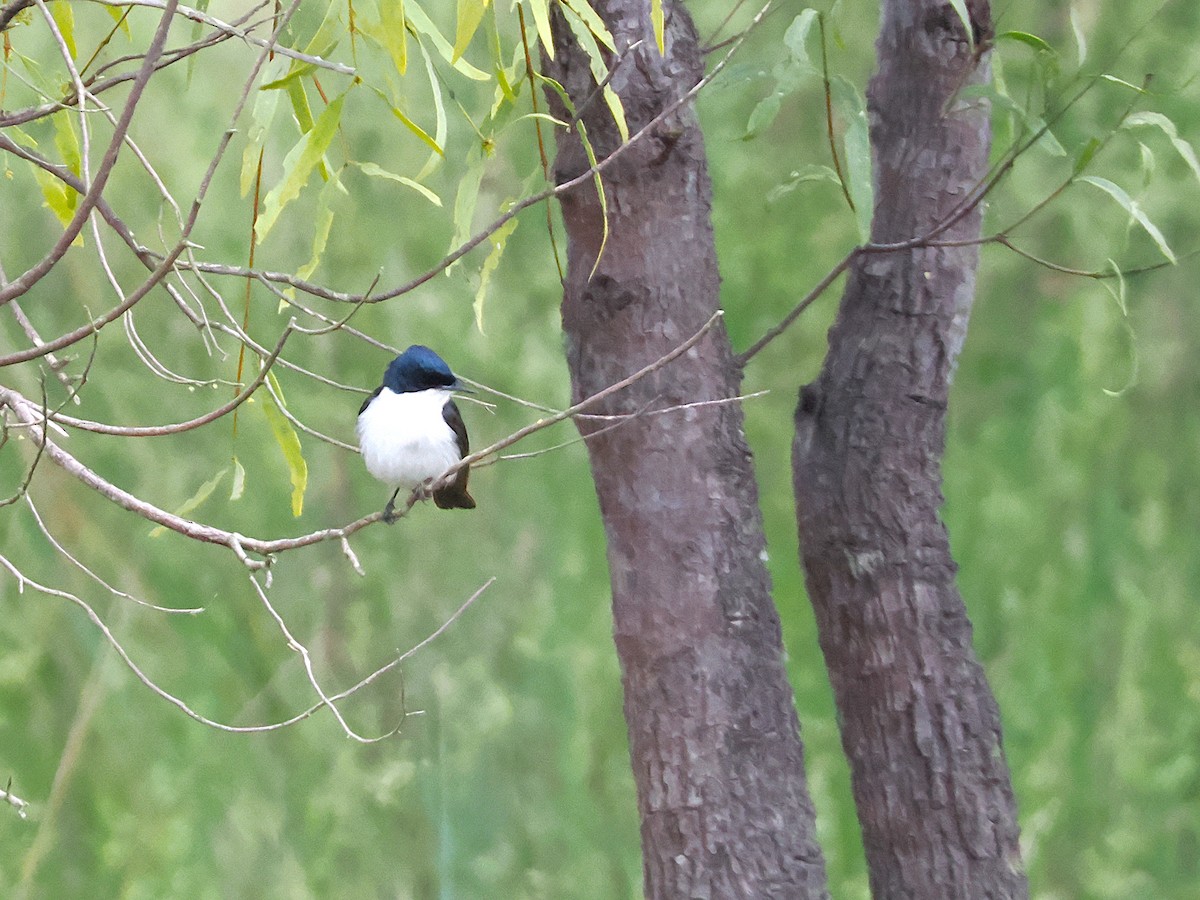 Restless Flycatcher - ML641995742