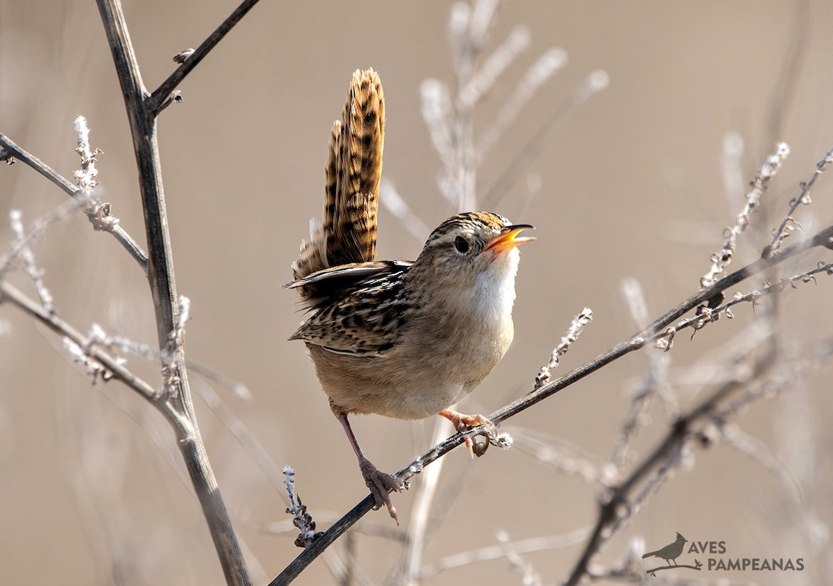 Grass Wren - ML641995743