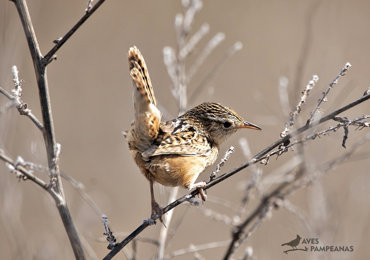Grass Wren - ML641995757