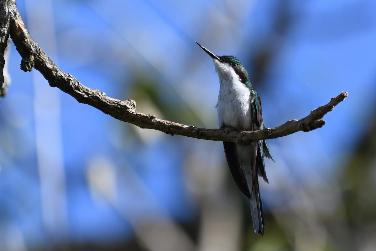 Black-eared Fairy - ML641995775