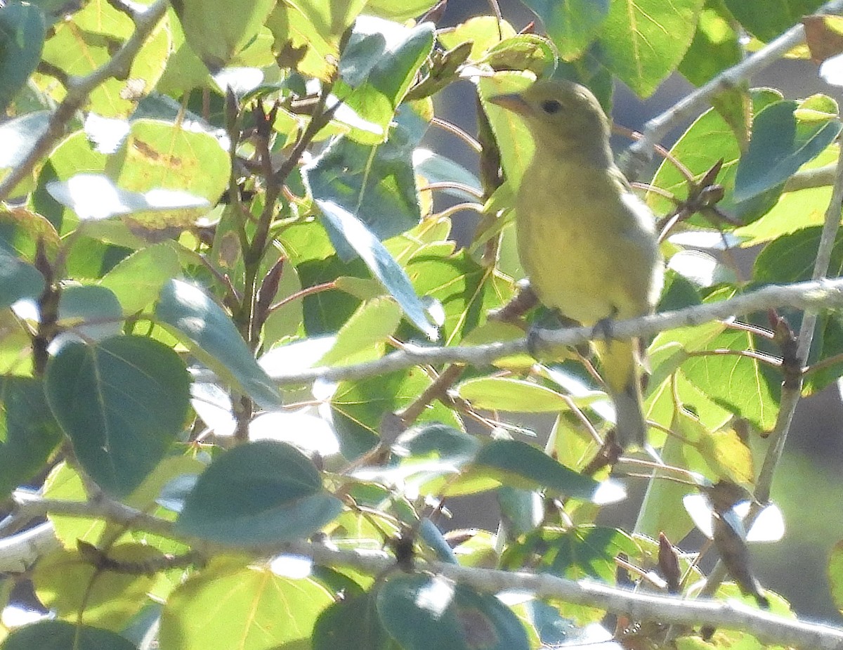 Western Tanager - ML641995781