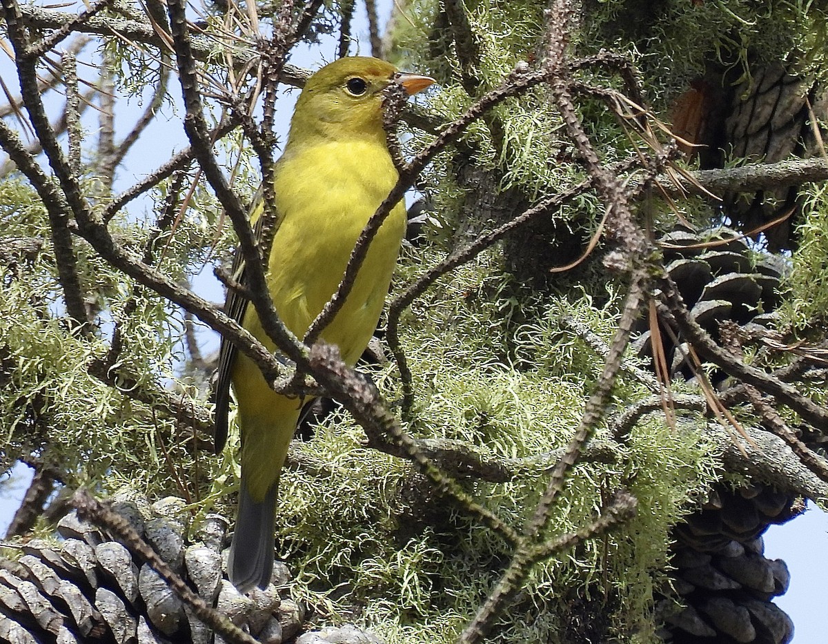 Western Tanager - ML641995782