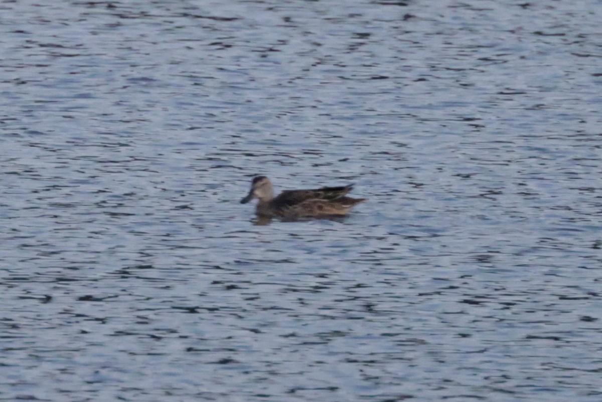 Blue-winged Teal - ML641995788