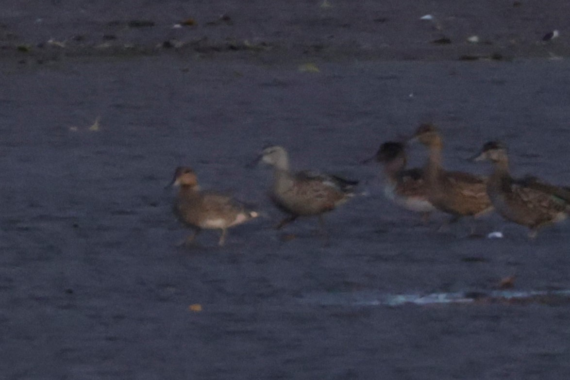 Blue-winged Teal - ML641995789