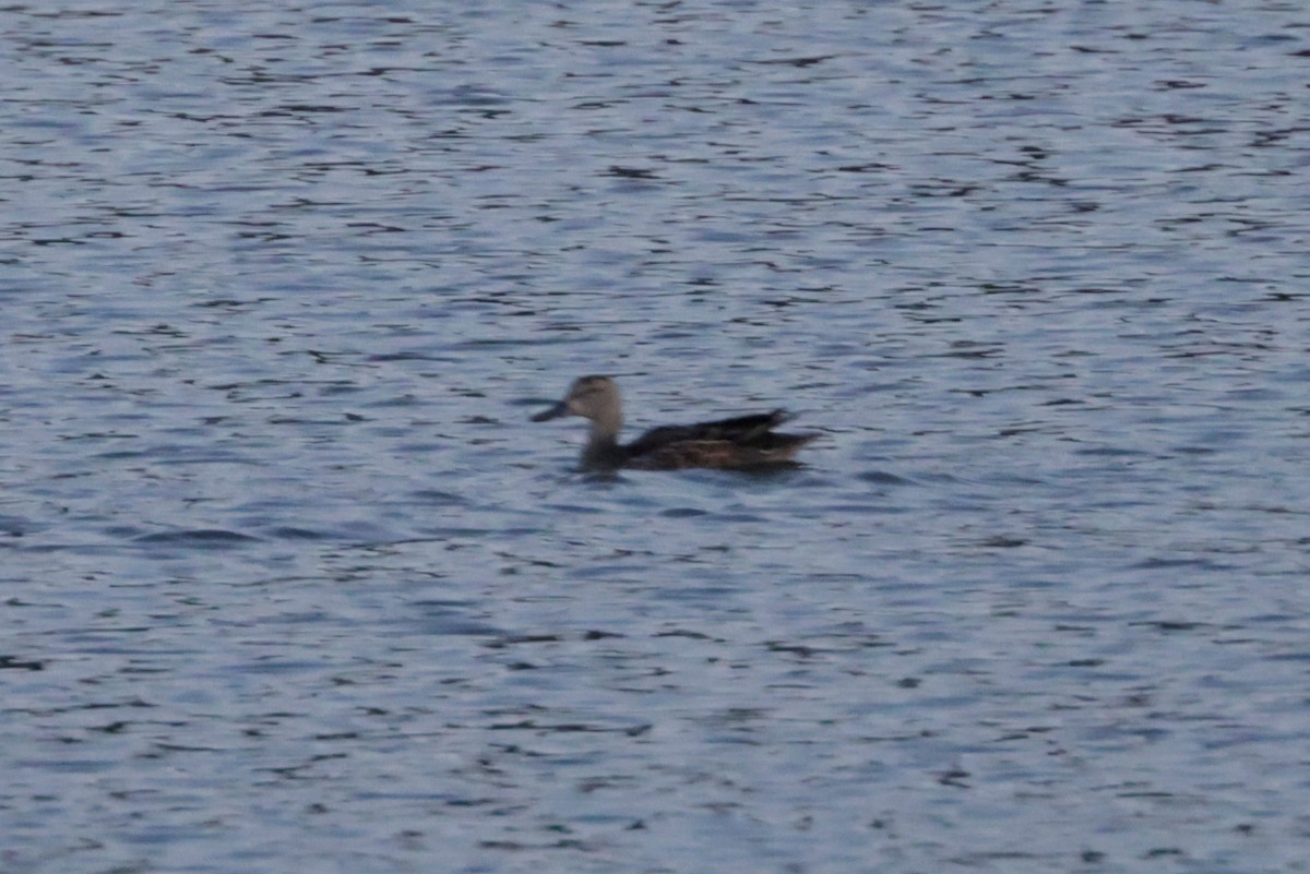 Blue-winged Teal - ML641995790