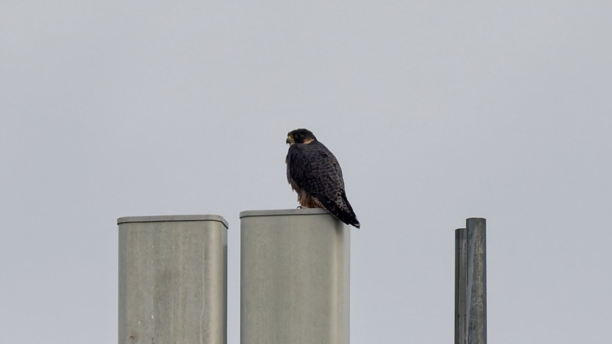 Peregrine Falcon - ML641995794