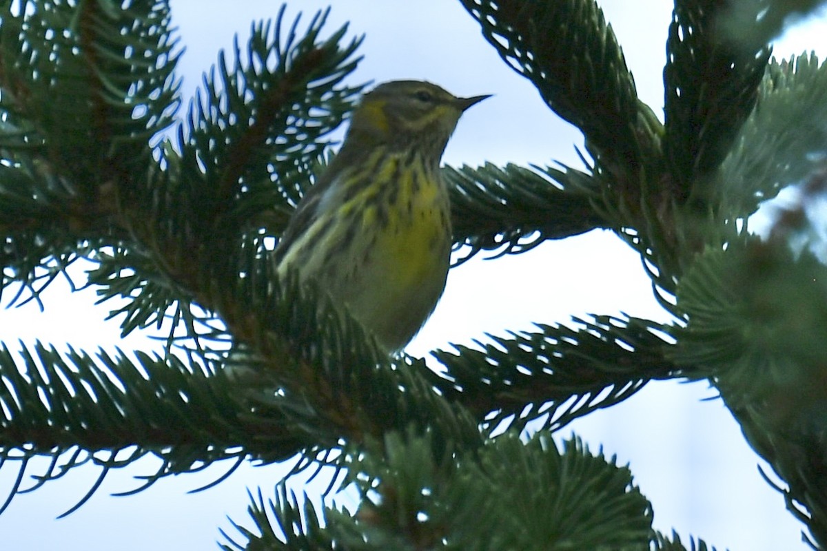 Cape May Warbler - ML641995802