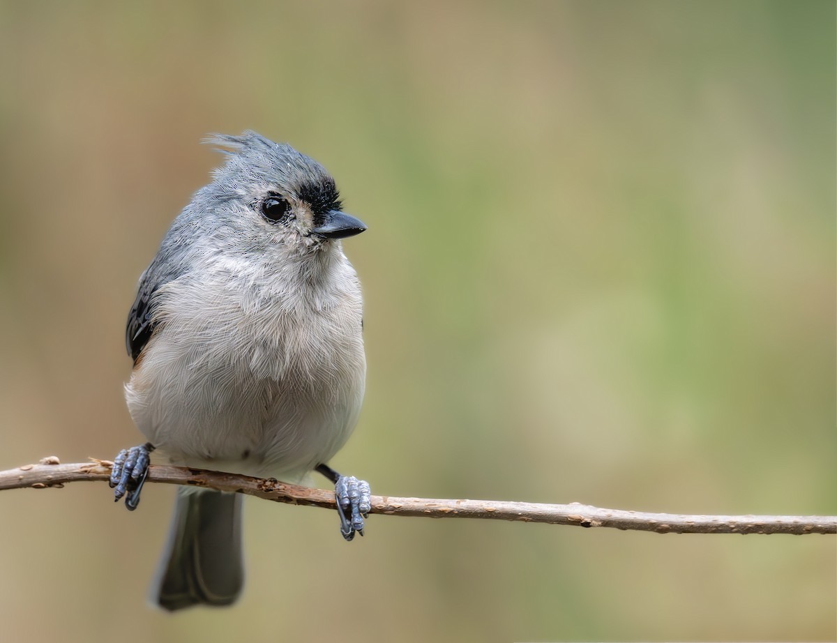 Tufted Titmouse - ML641995810