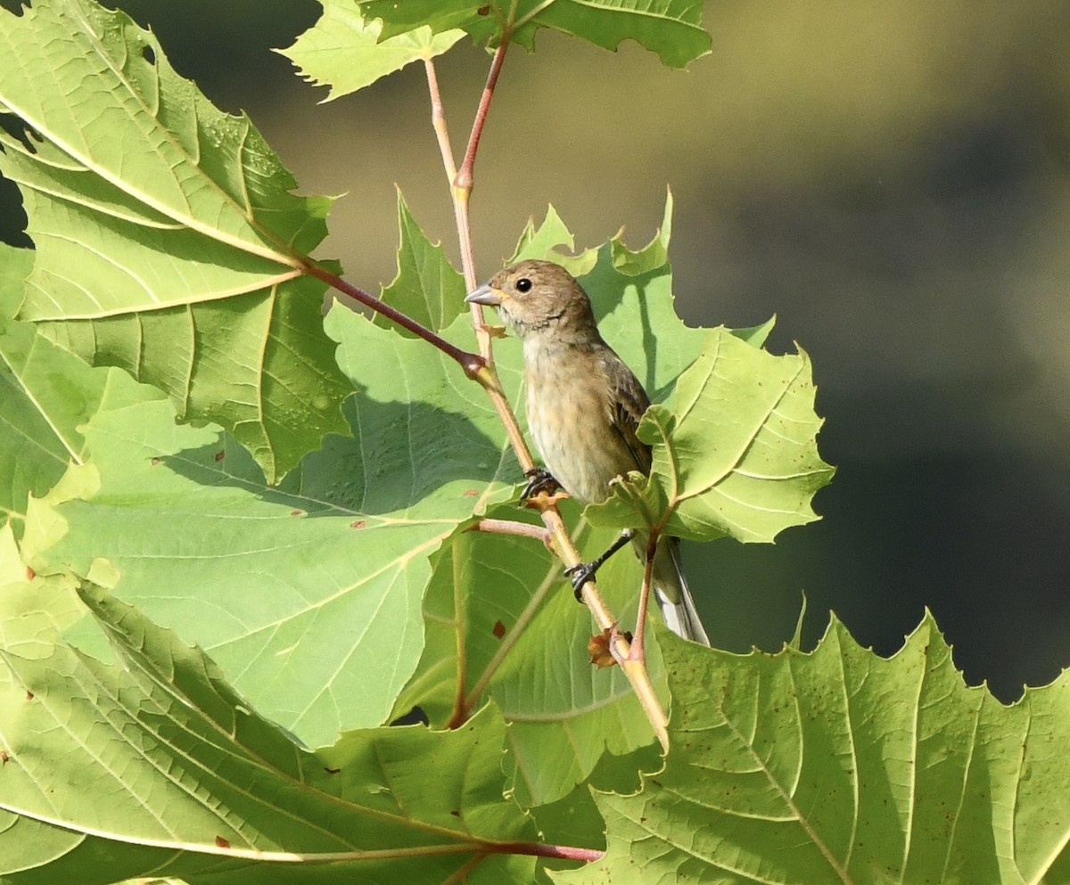 Indigo Bunting - ML641995819