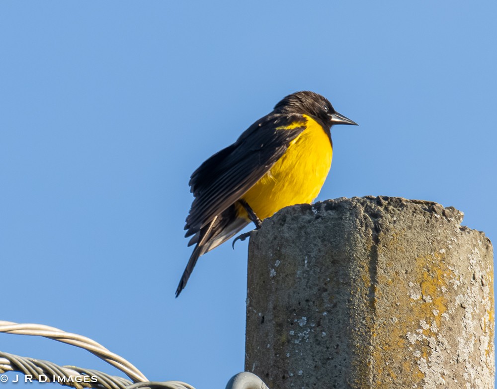 Yellow-rumped Marshbird - ML641995831