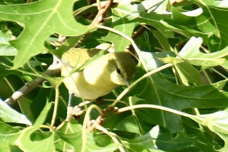 Tennessee Warbler - ML641995838