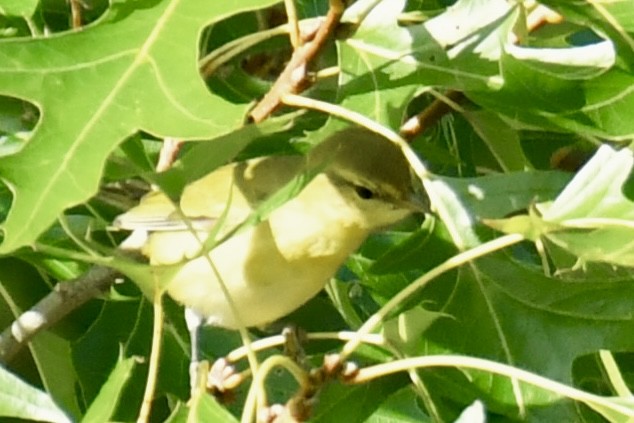 Tennessee Warbler - ML641995839