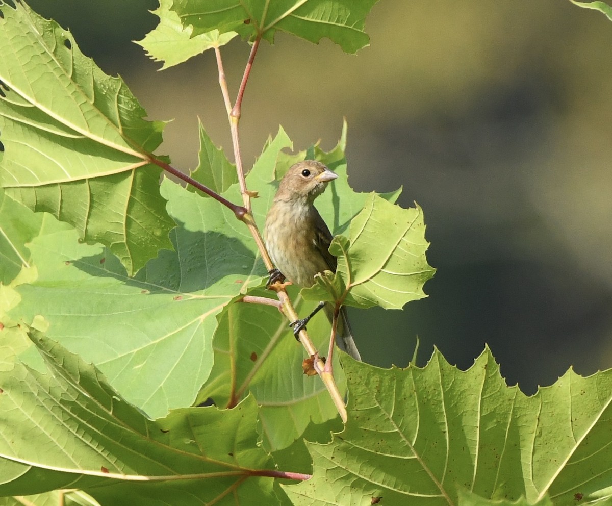 Indigo Bunting - ML641995841