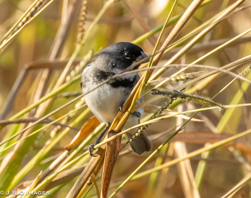 Double-collared Seedeater - ML641995842