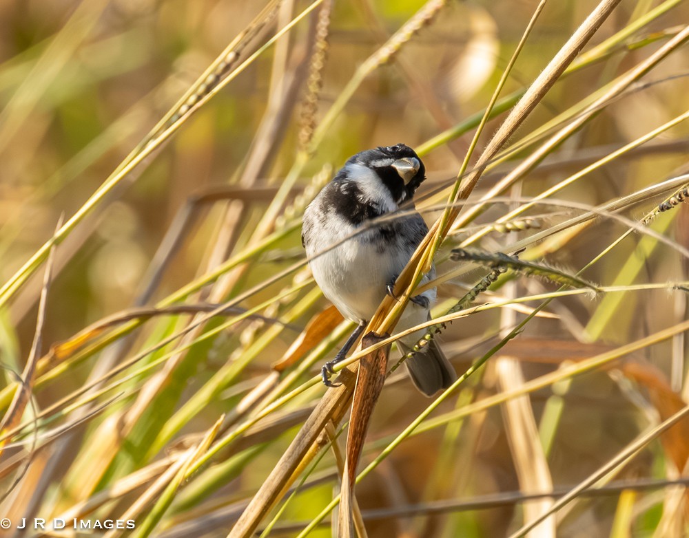Double-collared Seedeater - ML641995843