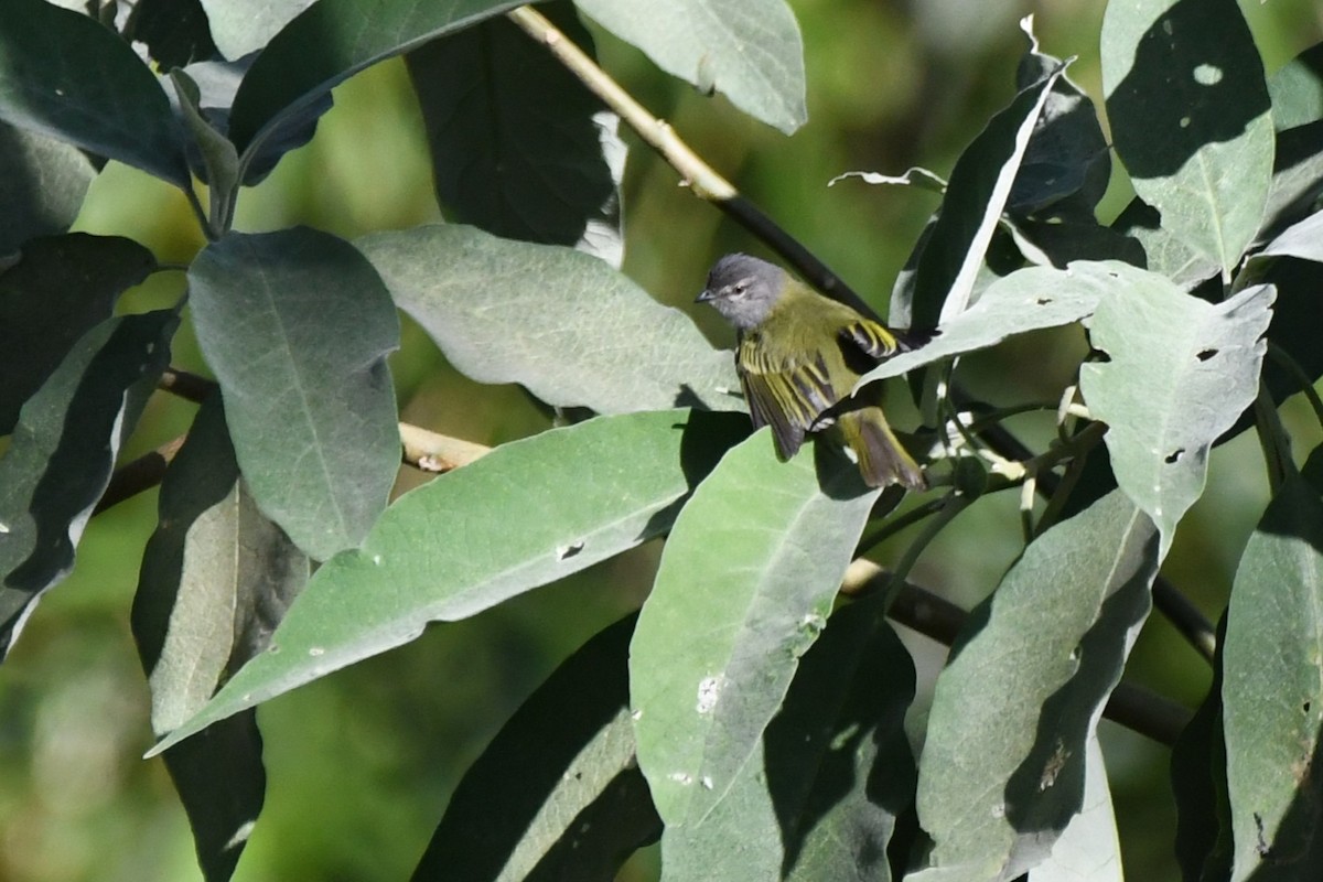 Gray-capped Tyrannulet - ML641995859
