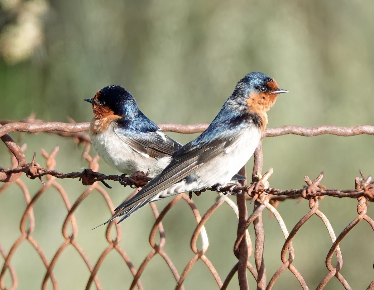 Welcome Swallow - ML641995882