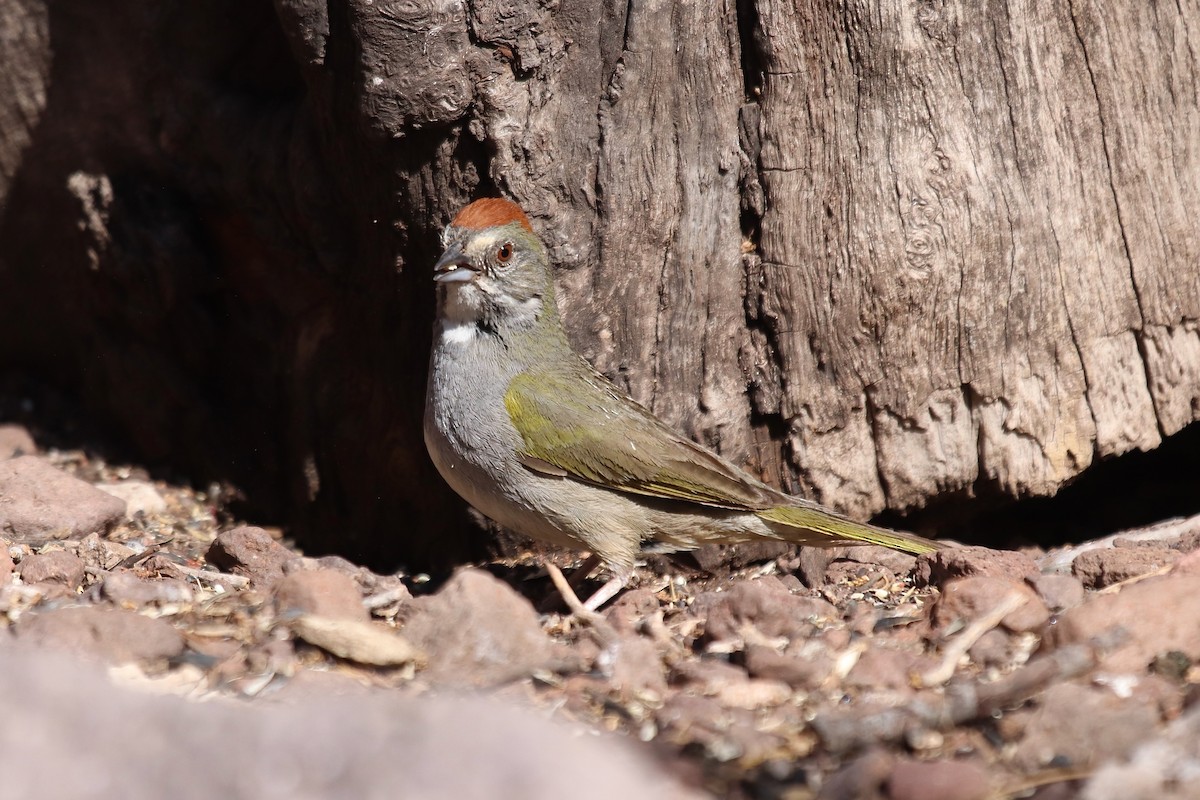 Green-tailed Towhee - ML641995888