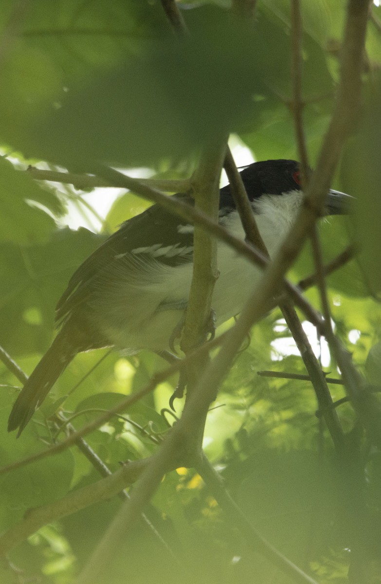 Great Antshrike - ML641995896