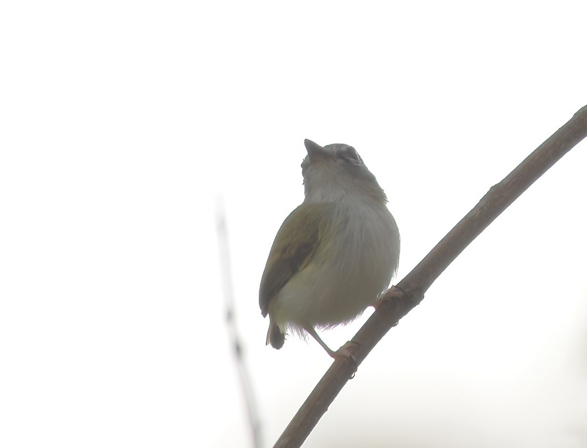 Short-tailed Pygmy-Tyrant - ML641995902