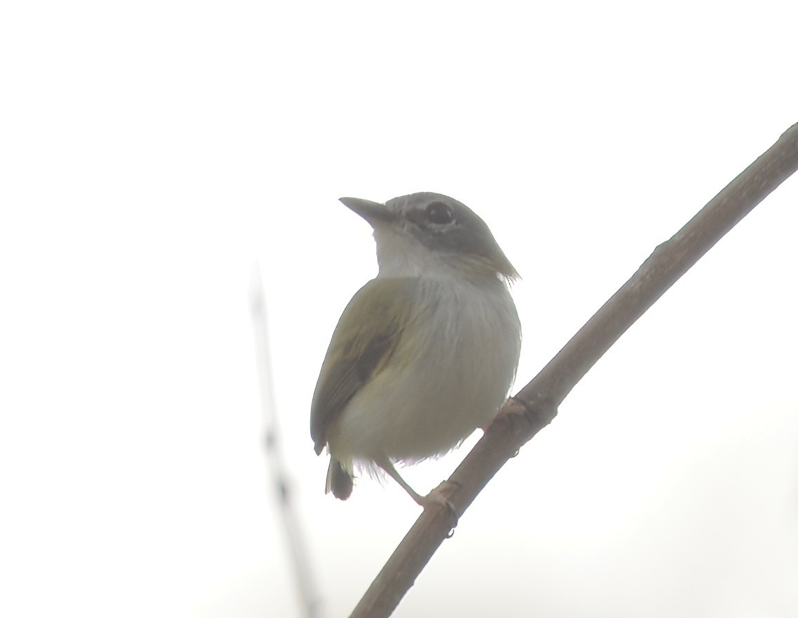 Short-tailed Pygmy-Tyrant - ML641995903