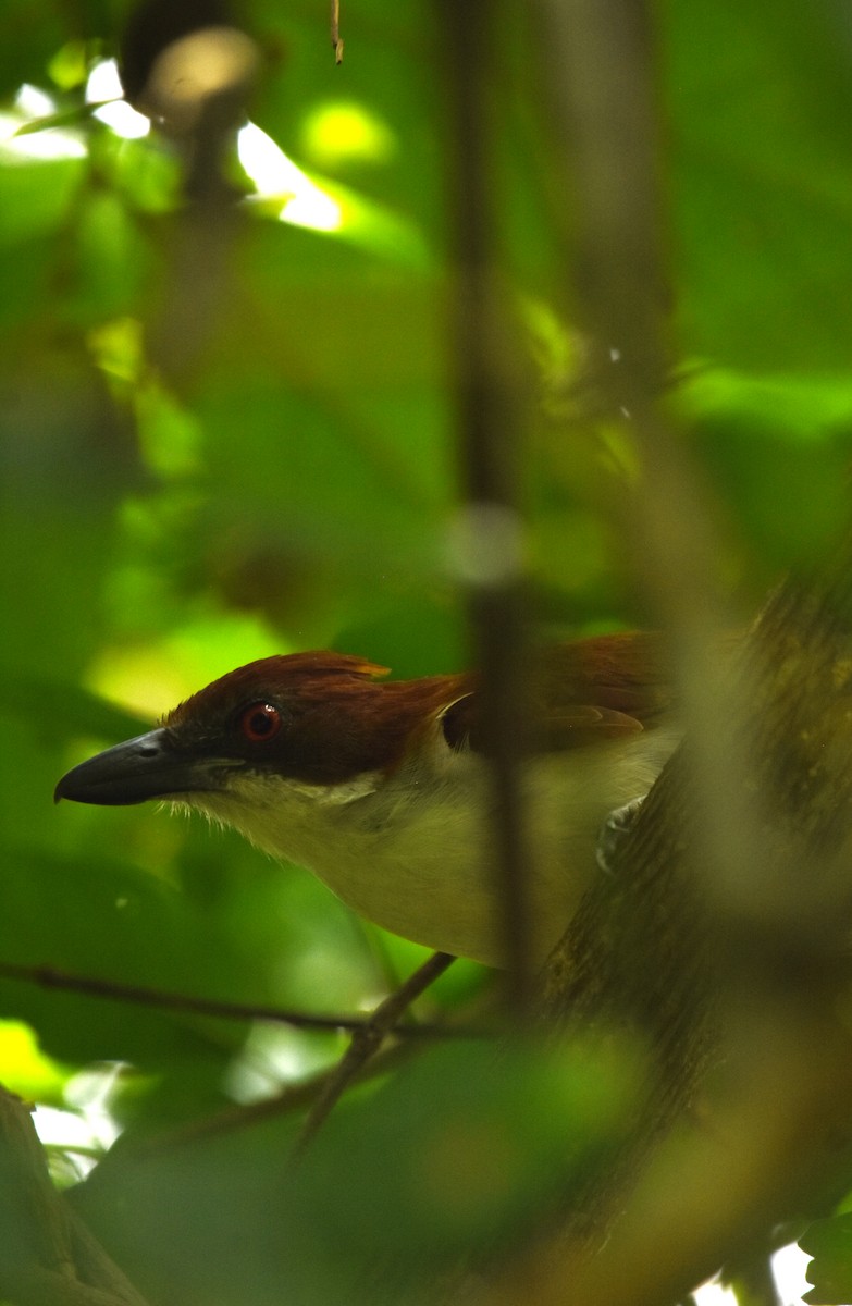 Great Antshrike - ML641995909