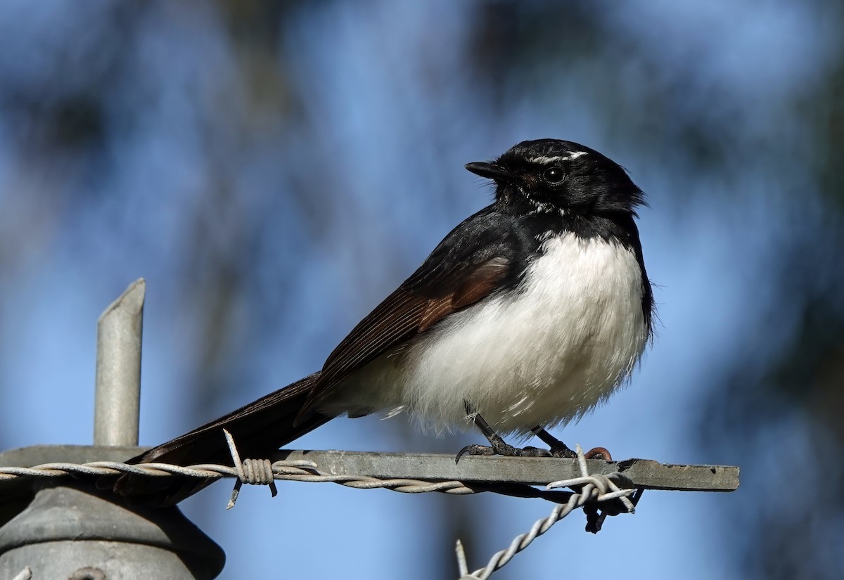 Willie-wagtail - ML641995911