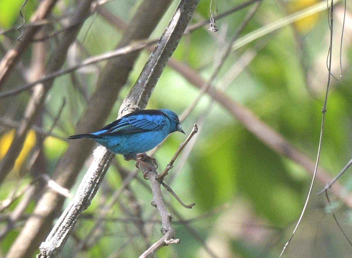 Blue Dacnis - ML641995914