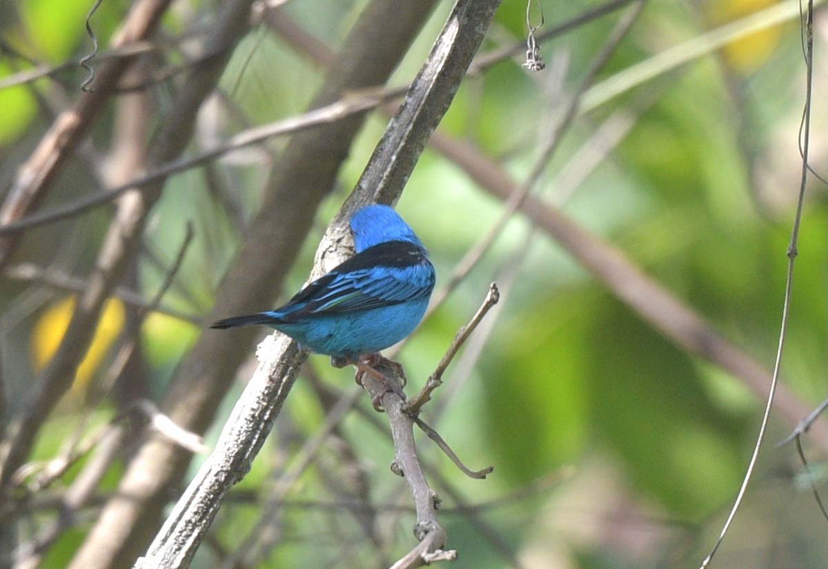 Blue Dacnis - ML641995915