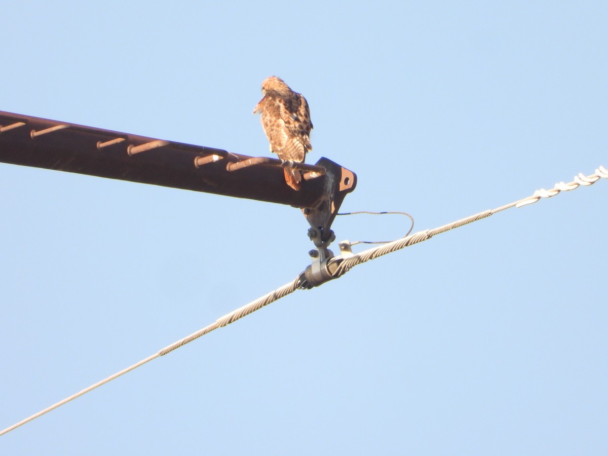Red-tailed Hawk - ML641995916