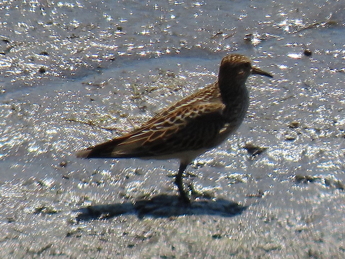 Graubrust-Strandläufer - ML641995932