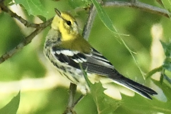 Grünmantel-Waldsänger - ML641995948