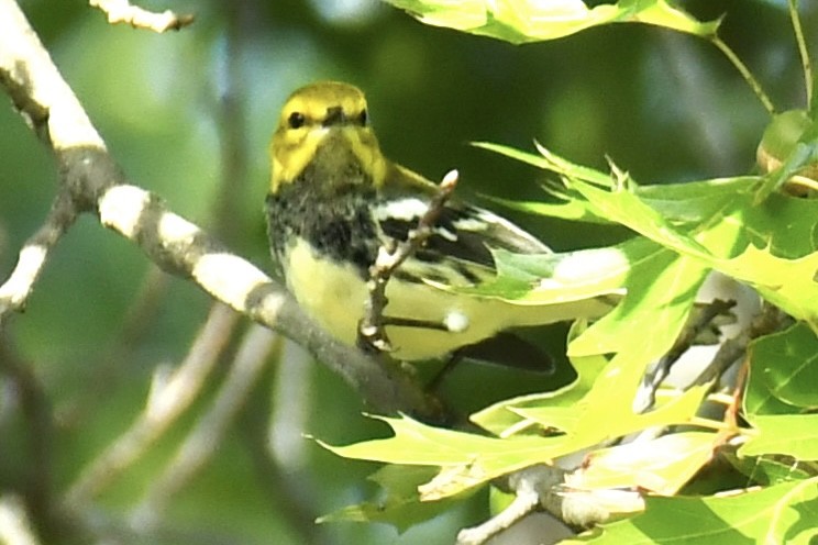 Grünmantel-Waldsänger - ML641995949