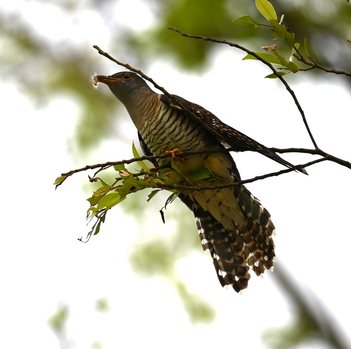 Himalayan Cuckoo - ML641995958