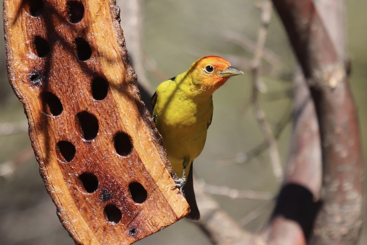 Western Tanager - ML641995962