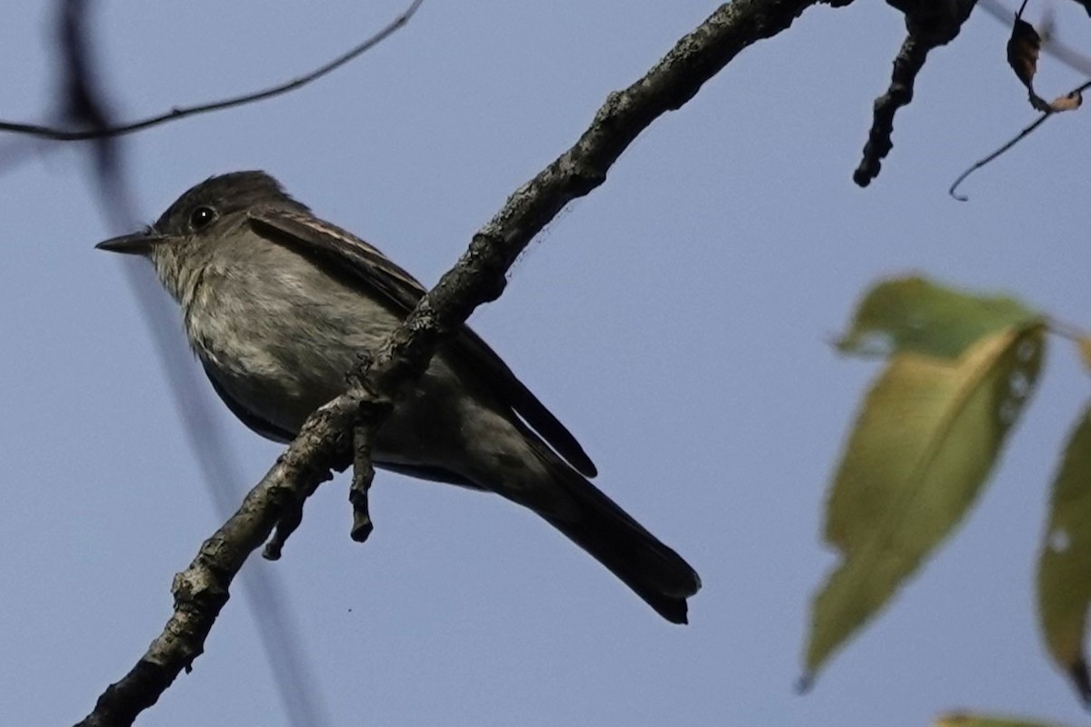 Eastern Wood-Pewee - ML641995966