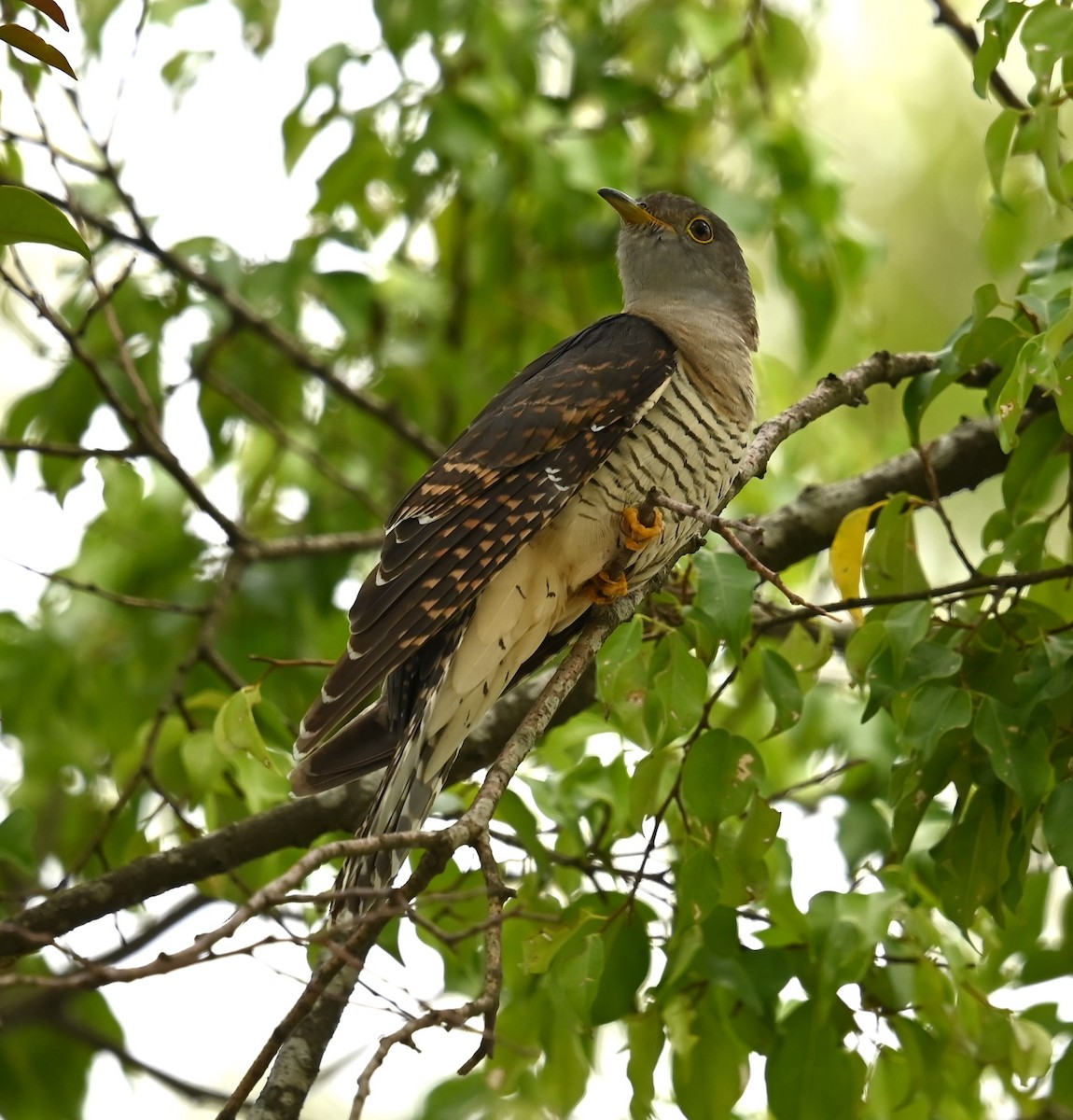 Himalayan Cuckoo - ML641995968