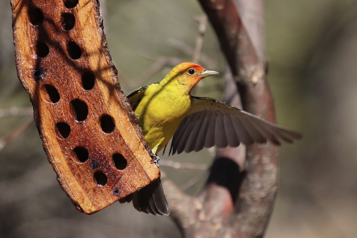 Western Tanager - ML641995970