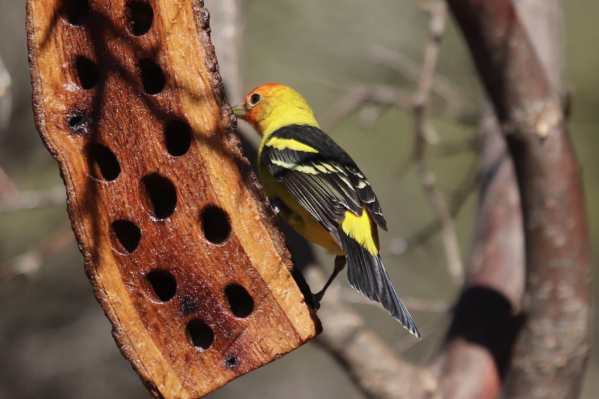 Western Tanager - ML641995973