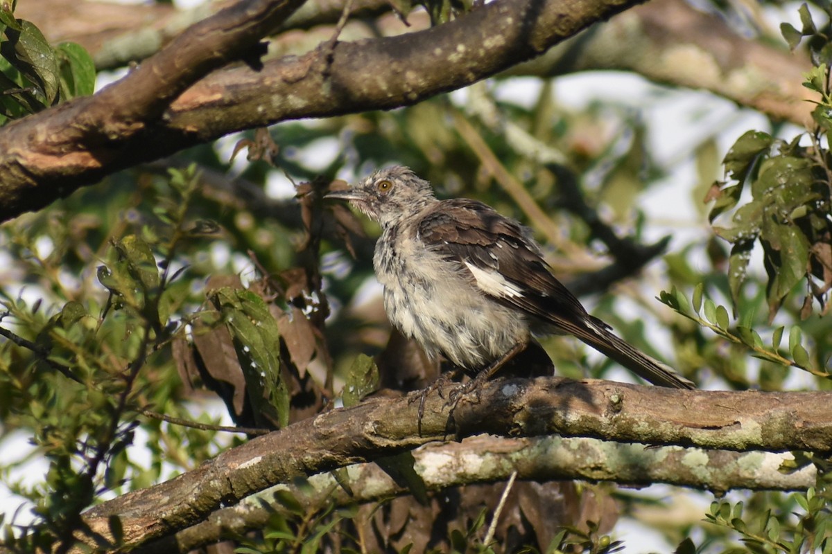 Northern Mockingbird - ML641995976