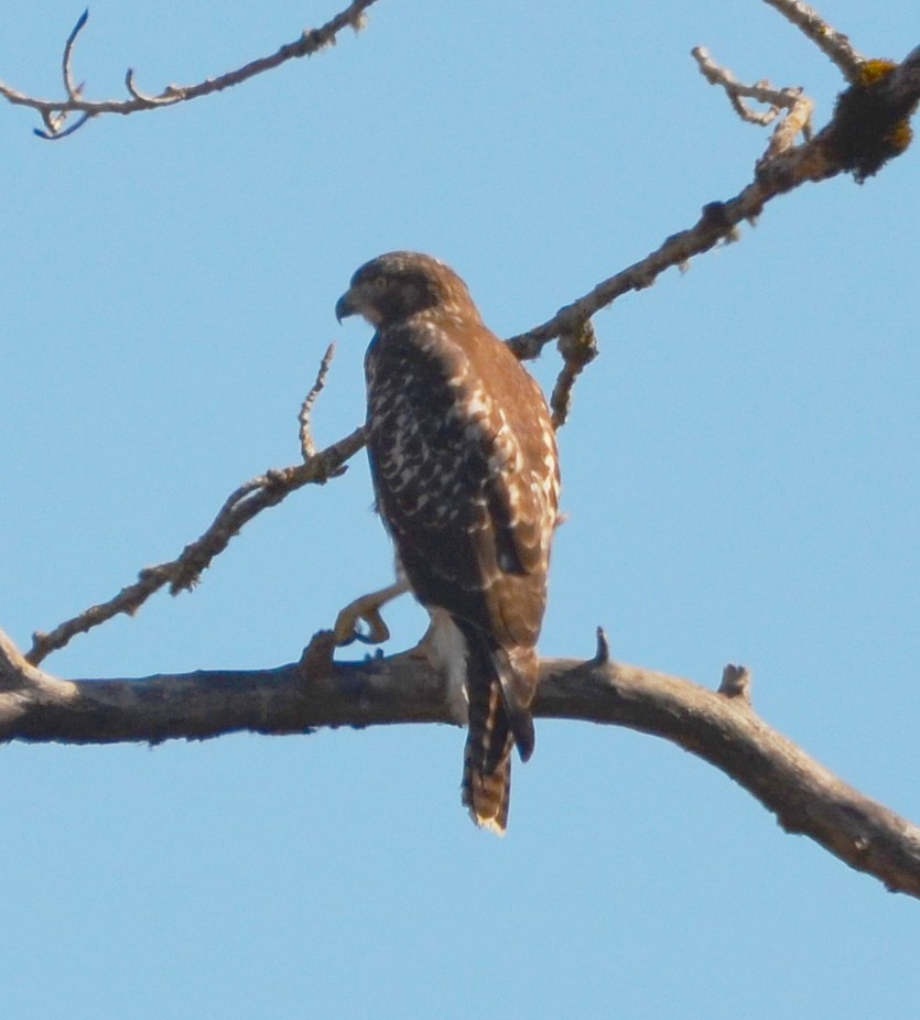 Red-tailed Hawk - ML641995977