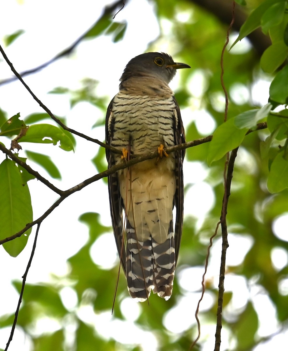 Himalayan Cuckoo - ML641995978