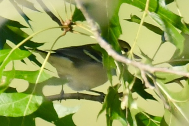 Bay-breasted Warbler - ML641995992