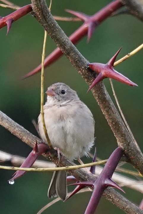 Field Sparrow - ML641995993