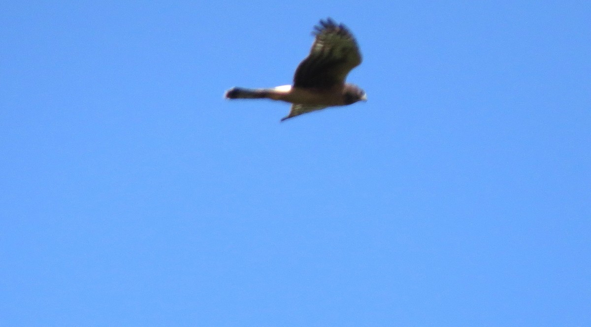 Northern Harrier - ML641995994