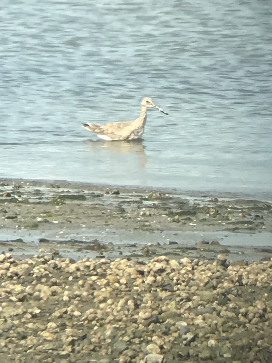 Willet (Western) - ML641995997